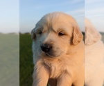 Small Photo #7 Golden Retriever Puppy For Sale in WOOSTER, OH, USA