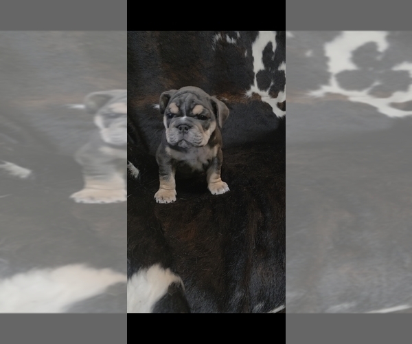 Medium Photo #3 English Bulldog Puppy For Sale in ARGYLE, TX, USA