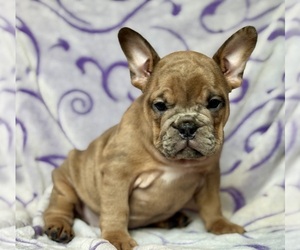 English Bulldog-French Bulldog Mix Puppy for sale in NEWTON, NJ, USA