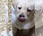 Small Photo #3 Labrador Retriever Puppy For Sale in SENOIA, GA, USA