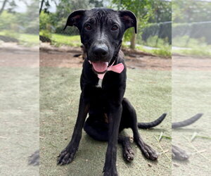 Labrador Retriever-Unknown Mix Dogs for adoption in Sanford, FL, USA