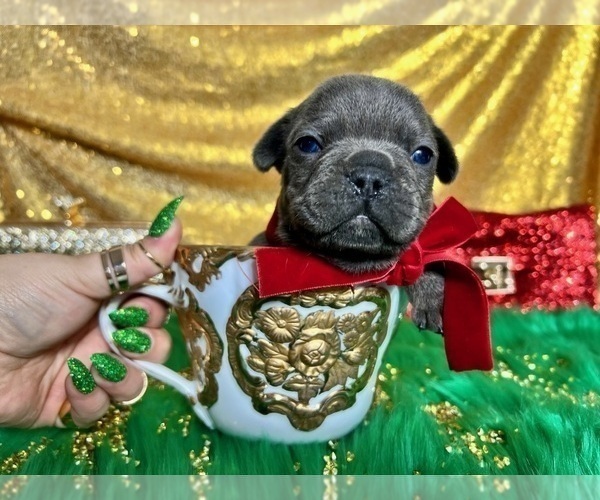 Medium Photo #59 French Bulldog Puppy For Sale in HAYWARD, CA, USA