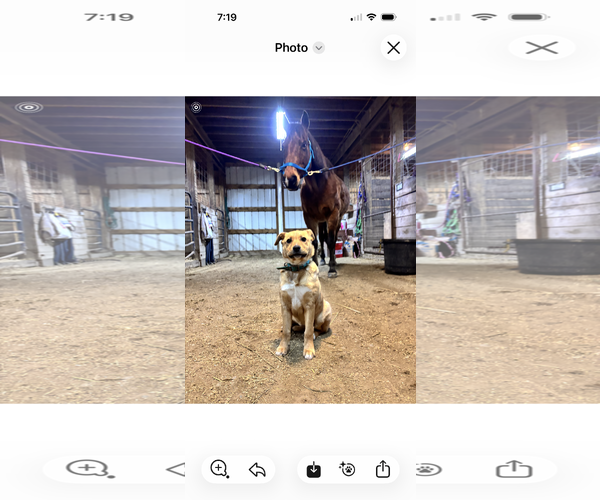 Medium Photo #3 Mutt Puppy For Sale in Garden City, NY, USA