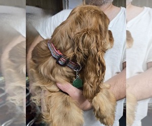 English Cocker Spaniel Puppy for sale in HOLYOKE, MA, USA