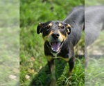 Small #1 Rottweiler Mix