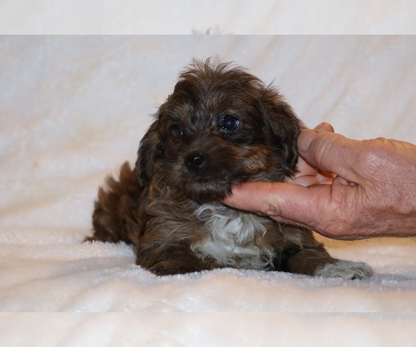 Medium Photo #18 Yorkiepoo mix (+ Poodle Toy) Puppy For Sale in DYERSBURG, TN, USA