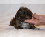 Small #17 Yorkiepoo mix (+ Poodle Toy)
