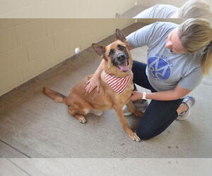 Mutt Dogs for adoption in McKinney, TX, USA