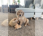 Small Photo #1 Golden Retriever Puppy For Sale in LIME SPRINGS, IA, USA