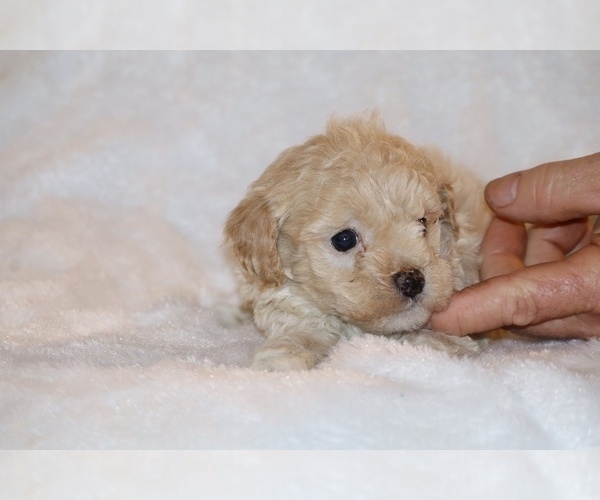 Medium Photo #4 Poodle (Toy) Puppy For Sale in DYERSBURG, TN, USA