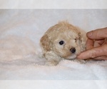 Small #3 Poodle (Toy)