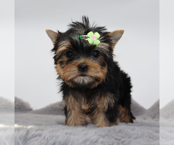 Medium Photo #1 Yorkshire Terrier Puppy For Sale in LOS ANGELES, CA, USA