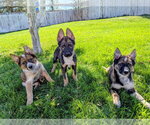 Small #3 German Shepherd Dog Mix