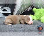 Small Photo #6 Miniature Australian Shepherd Puppy For Sale in GRANBURY, TX, USA