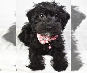 YorkiePoo Puppy for sale in LOWELL, MA, USA