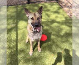 Mutt Dogs for adoption in Hilton Head, SC, USA