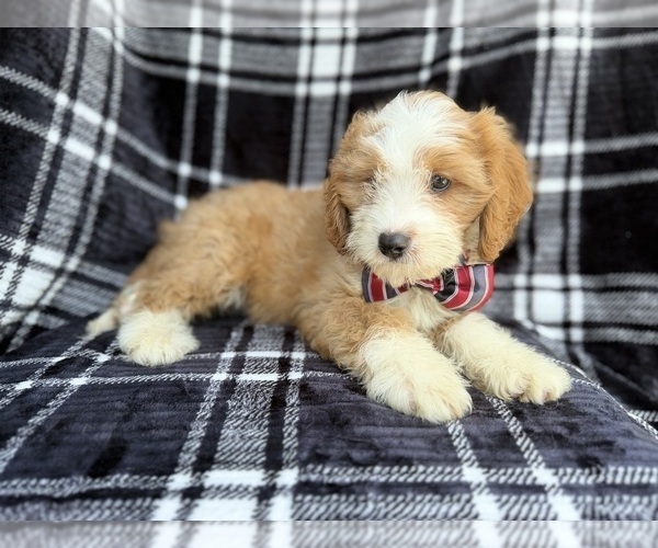 Medium Photo #4 Cavapoo (Miniature) Puppy For Sale in LAKELAND, FL, USA