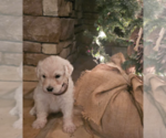 Small Photo #17 Goldendoodle Puppy For Sale in ATHENS, TN, USA