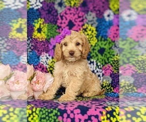 Cock-A-Poo Puppy for sale in LINCOLN UNIVERSITY, PA, USA