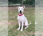 RALPH - Male Staffordshire Bull Terrier-Unknown Mix Dog for Adoption - Small photo