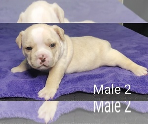 Bulldog Puppy for sale in PFLUGERVILLE, TX, USA