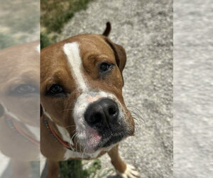 Buckeye - Male Boxer-Unknown Mix Dog for Adoption - Photo #2