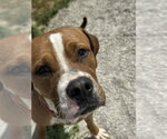 Small #1 Boxer Mix