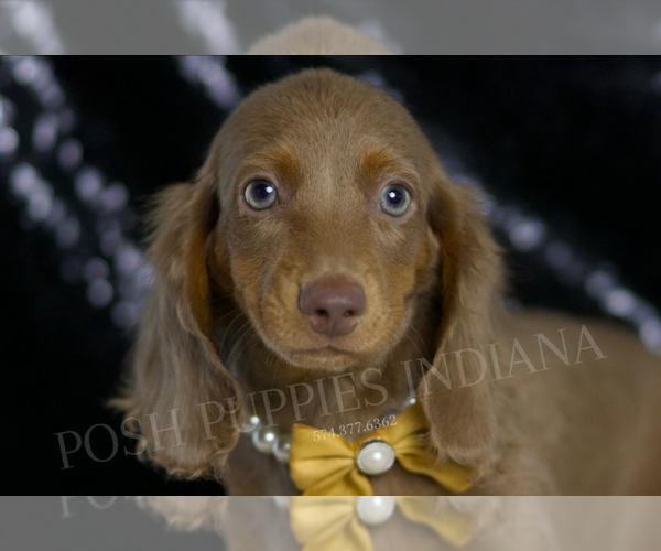 Medium Photo #88 Dachshund Puppy For Sale in WARSAW, IN, USA