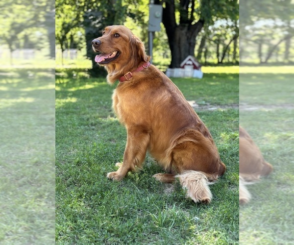 Medium Photo #1 Goldendoodle Puppy For Sale in OKEMAH, OK, USA