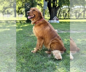 Mother of the Goldendoodle puppies born on 05/04/2025