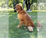 Small Photo #1 Goldendoodle Puppy For Sale in OKEMAH, OK, USA