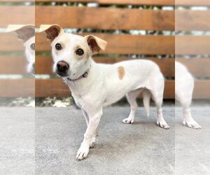 Chihuahua-Unknown Mix Dogs for adoption in Corona, CA, USA