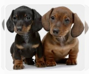 Dachshund Puppy for sale in SAN JACINTO, CA, USA