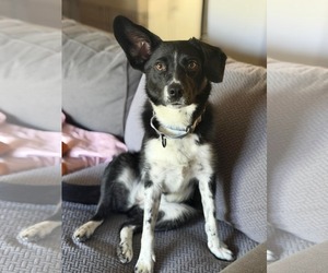 Collie-Unknown Mix Dogs for adoption in Westwood, NJ, USA