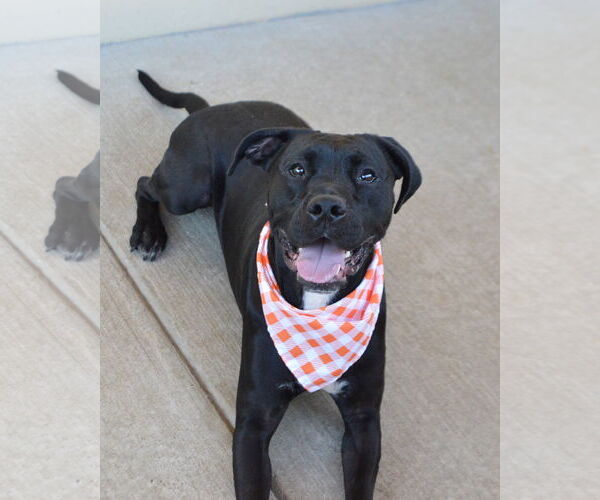 Medium Photo #3 Labrador Retriever-Unknown Mix Puppy For Sale in McKinney, TX, USA