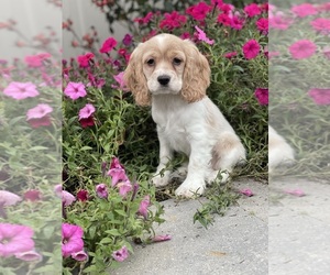 Cocker Spaniel Puppy for sale in CANOGA, NY, USA
