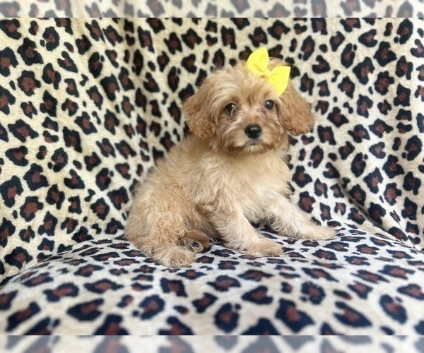 Medium Photo #6 Cavapoo Puppy For Sale in LAKELAND, FL, USA