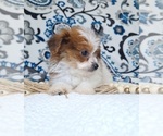 Small #2 Pomeranian-Poodle (Toy) Mix