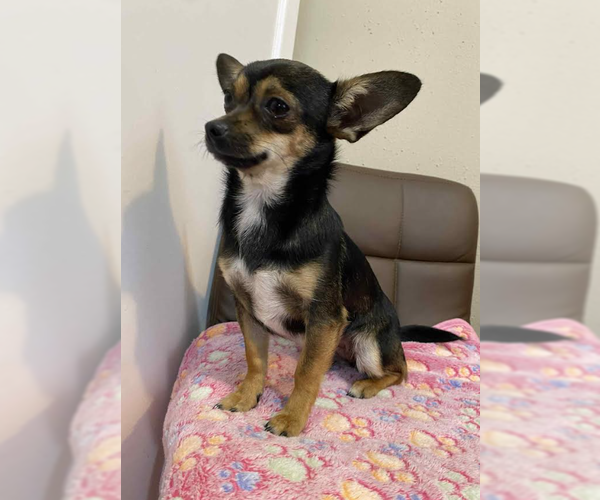 Medium Photo #3 Chihuahua-Unknown Mix Puppy For Sale in Cranston, RI, USA