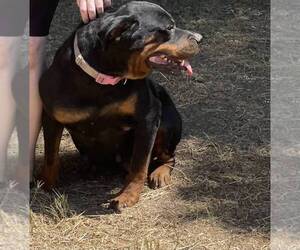Rottweiler Dog for Adoption in ELDERWOOD, California USA