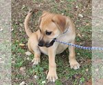 Small Photo #1 Basenji Puppy For Sale in Bandera, TX, USA