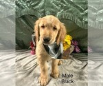 Puppy Black Collar Golden Retriever