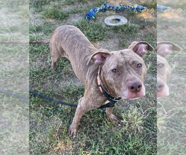 Medium Photo #1 American Pit Bull Terrier Puppy For Sale in Evansville, IN, USA