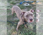 Small American Pit Bull Terrier