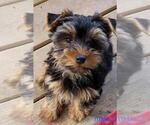 Small #3 Yorkshire Terrier