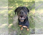 Small #8 Rottweiler Mix