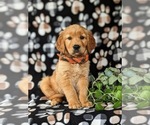 Small #3 Golden Retriever