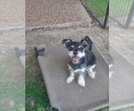 Small Photo #1 Miniature Schnauzer-Unknown Mix Puppy For Sale in Spring, TX, USA
