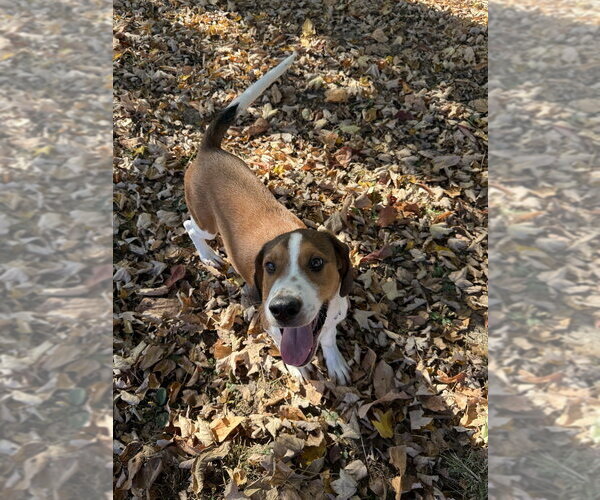 Medium Photo #3 Mutt Puppy For Sale in Osgood, IN, USA