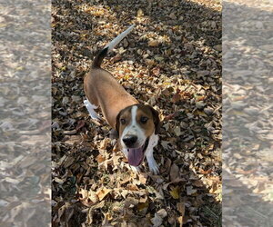 Jason - Male Mutt Dog for Adoption - Photo #3